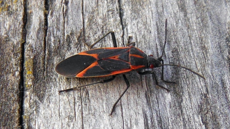 2024-09-19 17.51.43 Boxelder Bug (Boisea trivittata) AKA Maple Bug, Box Bug